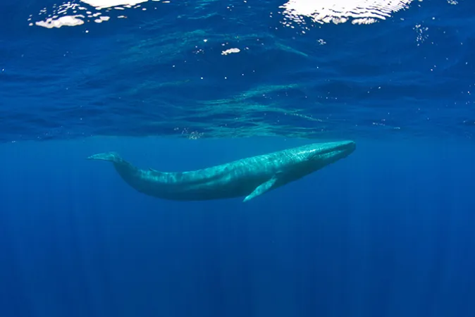 Sri Lankan blue whales are one of a kind in the whole world – marine biologist explains